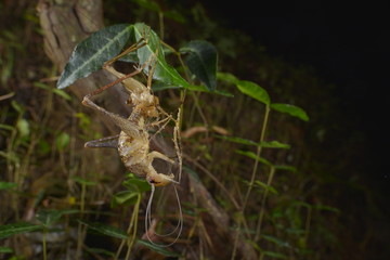 カマドウマの脱皮