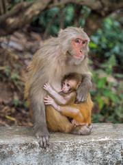 Monkey feeding the little cub