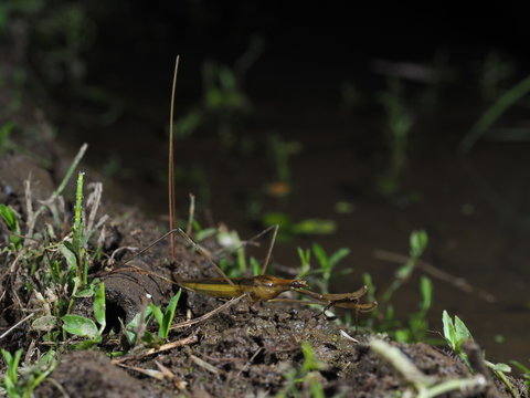 ミズカマキリの産卵