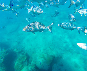 Snorkeling from a boat a coral reef