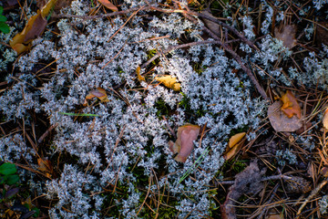 Moss background , texture in nature. Beautiful moss and lichen.