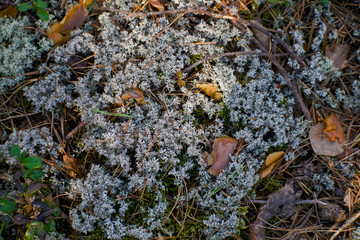 Moss background , texture in nature. Beautiful moss and lichen.