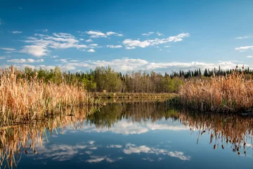 Foto op Plexiglas The wetland  © Cory