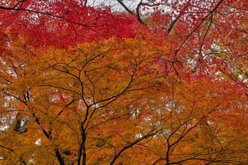 日本の紅葉