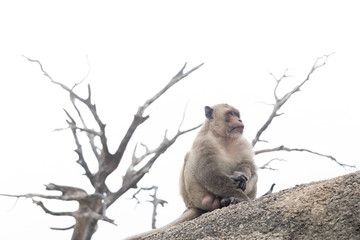 The monkeys are sitting alone .
