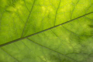 Fototapeta na wymiar Abstract close up to texture of leaf.