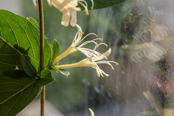 honeysuckle flower