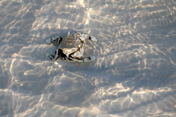 Hermit crab on sand under a shallow sea water with sunlight reflections
