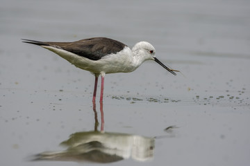Black-Winged Stilt (Himantopus himantopus) Eating.