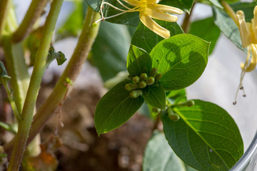 honeysuckle flower