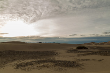 DunasChihuahua