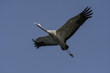 Common Crane(Grus grus),Eurasian Crane In Flight
