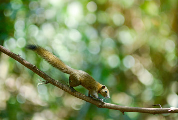 Asiatic striped squirrel 