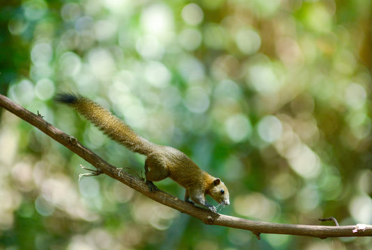 Asiatic striped squirrel 