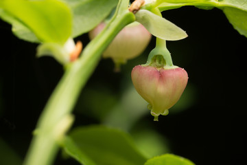 Obraz premium Blooming european blueberry, Vaccinium myrtillus plant