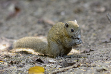 Asiatic striped squirrel 