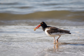 American Oystercatcher, Haematopus palliatus, with crab walking along the ocean on a sunny morning in Cape May, NJ