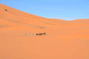 Fototapeta na wymiar サハラ砂漠を進む隊商