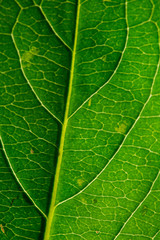 macro leaf veins