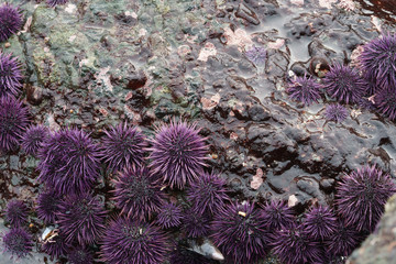 purple sea urchins