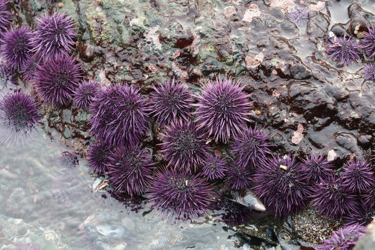 purple sea urchins