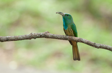 Blue-bearded Bee-eater