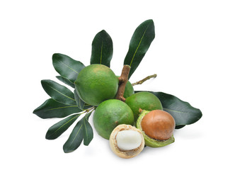 macadamia with leaves isolated on white background