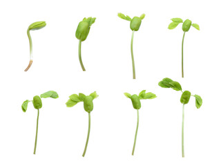 plant growth isolated on white background