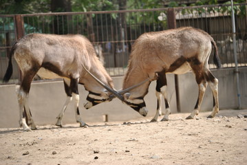 antelopes butting heads