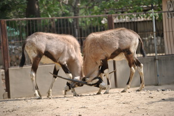 Naklejka na ściany i meble antelopes butting heads