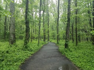 Fototapeta na wymiar wet asphalt path in the woods with water