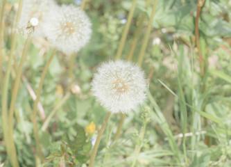 White fluffy dandelion