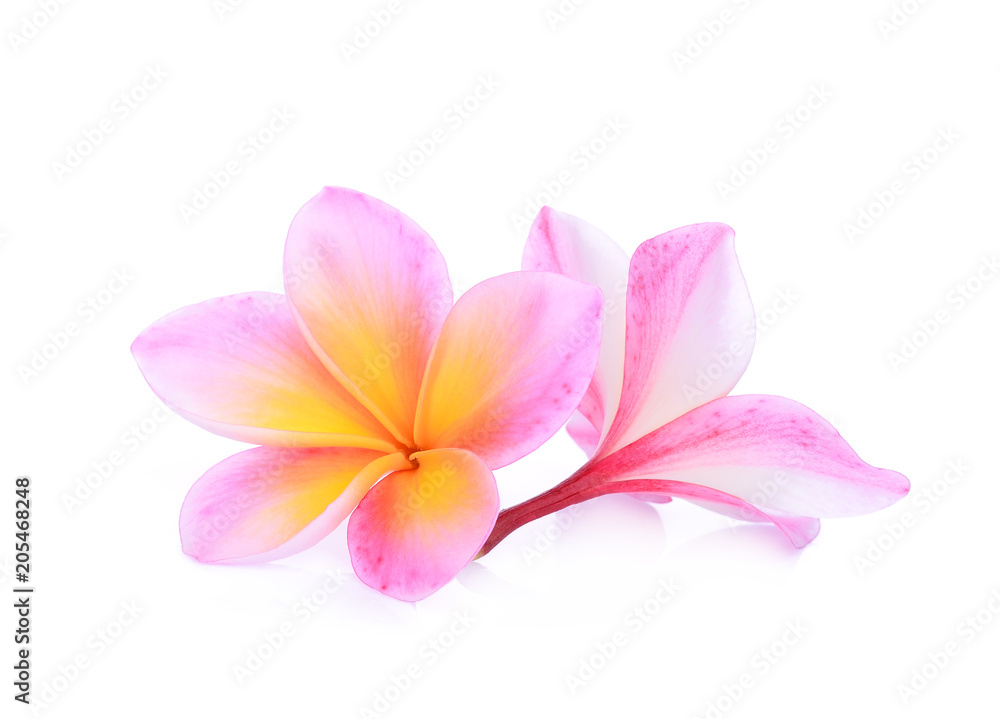 Wall mural pink frangipani flower isolated white background