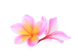 Fototapeta premium pink frangipani flower isolated white background