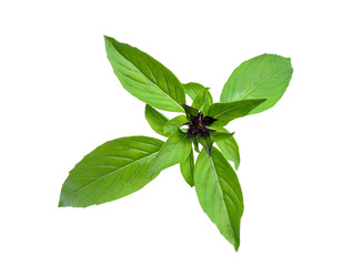 sweet basil isolated on white background