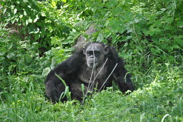 A chimpanzee in the wild