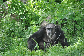 A chimpanzee in the wild