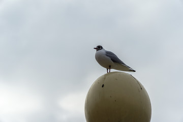 Obraz premium Seagull