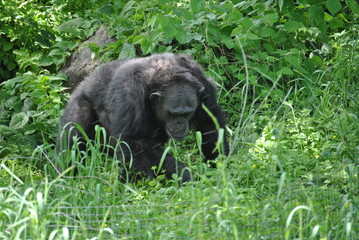 A Chimpanzee in the wild