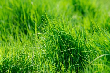 fresh bright green grass lawn lit by the sinlight