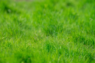fresh bright green grass lawn lit by the sinlight