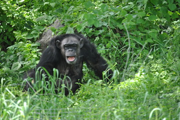 Chimpanzee