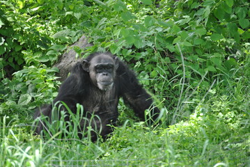 Chimpanzee