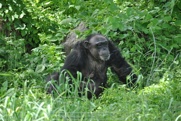 Chimpanzee
