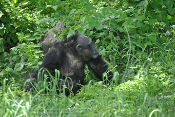 Fototapeta premium Chimpanzee