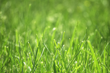 field of green grass with blurred background