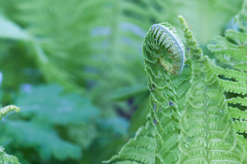 young fern in spring