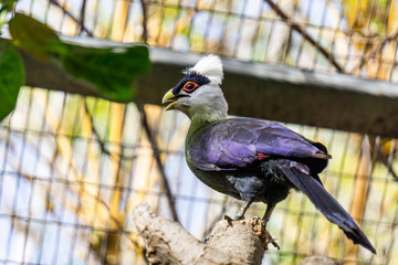 White-Crested Turaco Bird in the cage in a zoo.