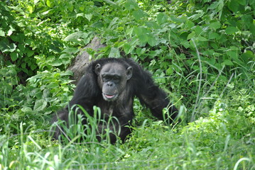 African chimp in the wild