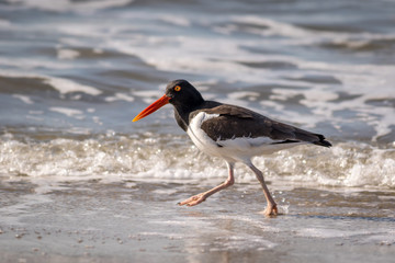 American Oystercatcher, Haematopus palliatus, walking along the ocean on a sunny morning in Cape May, NJ